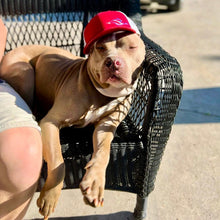 Load image into Gallery viewer, Snapback - Red on White